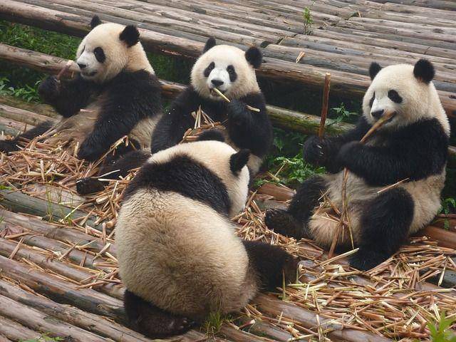 Pixabay.com/natuurfan1978
