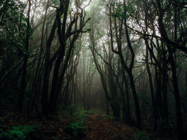 9 Hutan Angker di Dunia yang Menyimpan Kisah Mistis, Berani Uji Nyali?