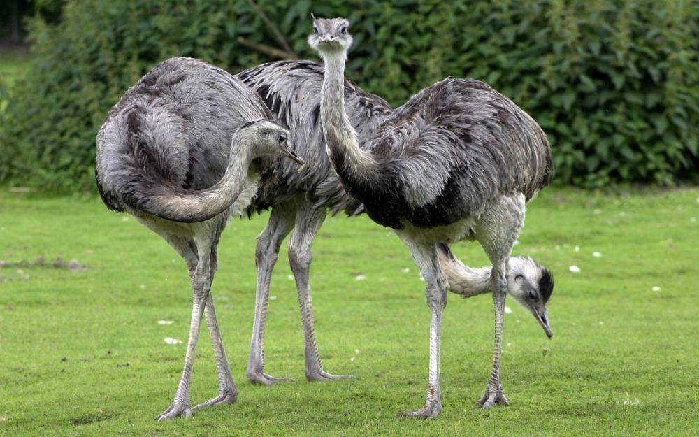 dinoanimals.com