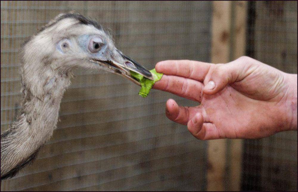 dudleyzoo.org.uk