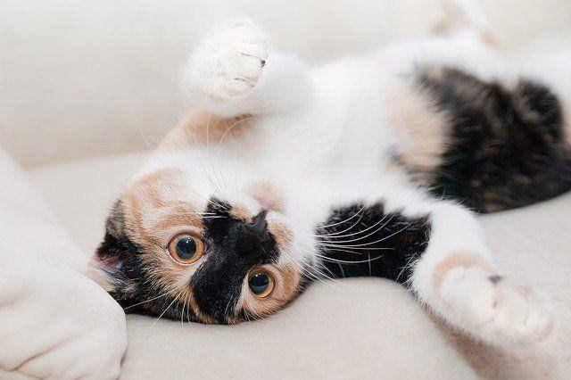 timeforpaws.co.uk
