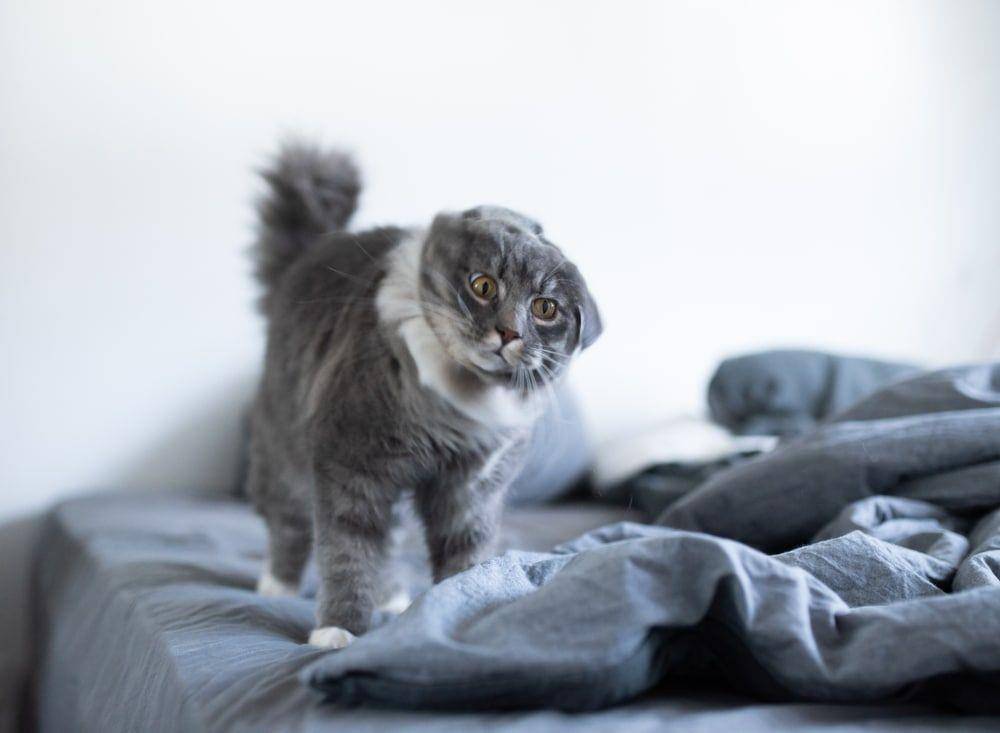 petsoid.com