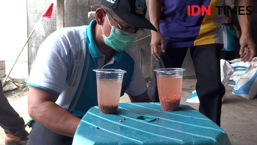 Pupuk NPK asli (kanan) warnanya cepat memudar jika dicampur air, IDN Times/ Bramanta Pamungkas