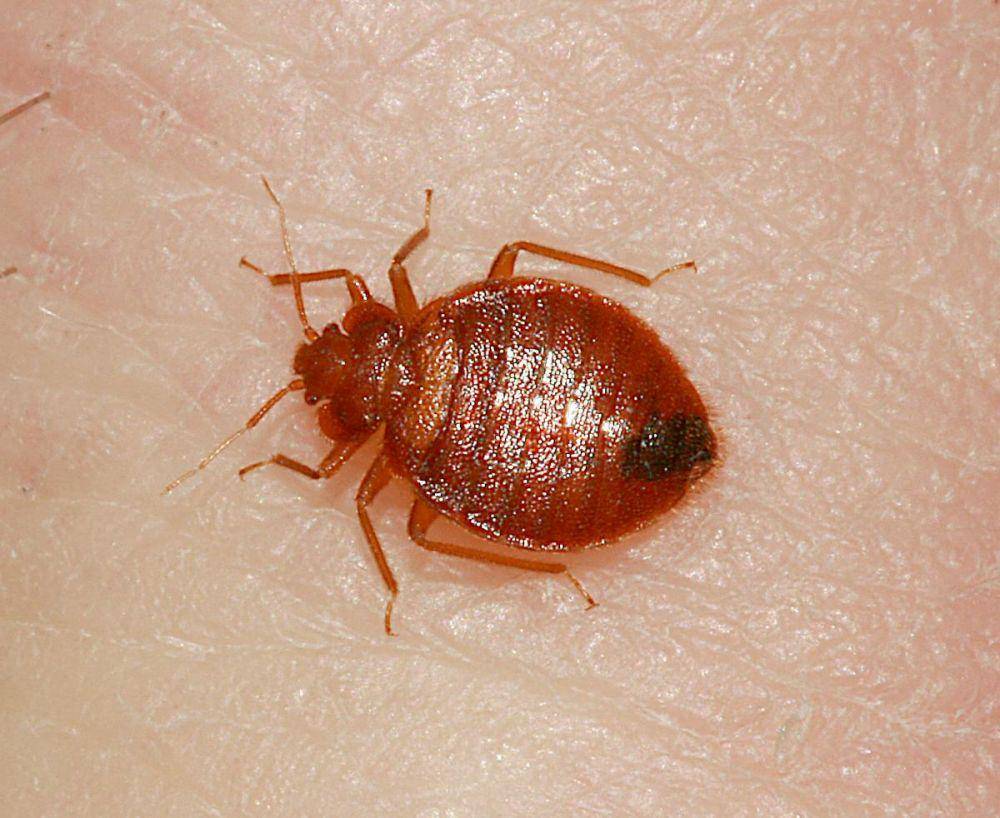 entomology.osu.edu