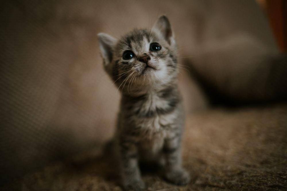 ilustrasi anak kucing (Unsplash/Ramiz Dedakovic)