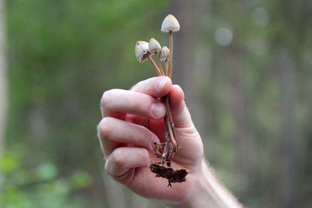 Sempat Kontroversial, Kini Oregon Legalkan 'Magic Mushroom'