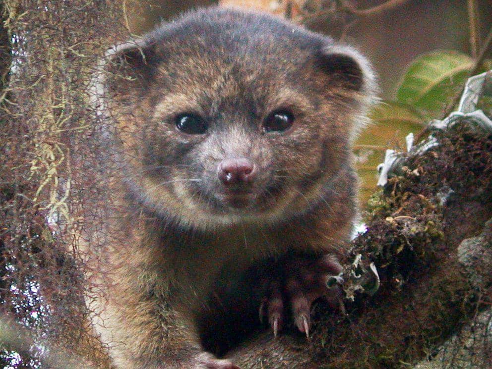 5 Fakta Olinguito, Hewan Imut Gabungan Teddy Bear dan Kucing