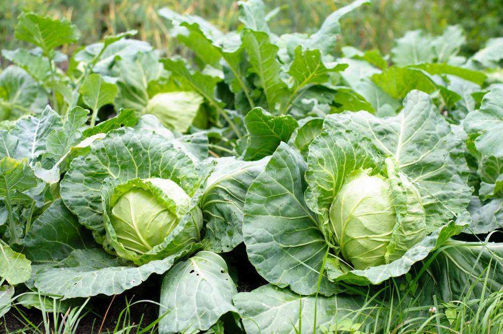 gardeningknowhow.com