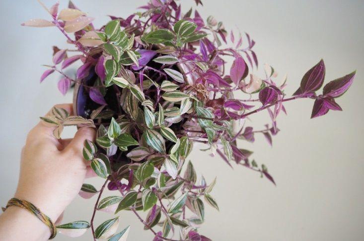 5 Jenis Tanaman Tradescantia Corak Pink hingga Ungu yang Elok Dipiara