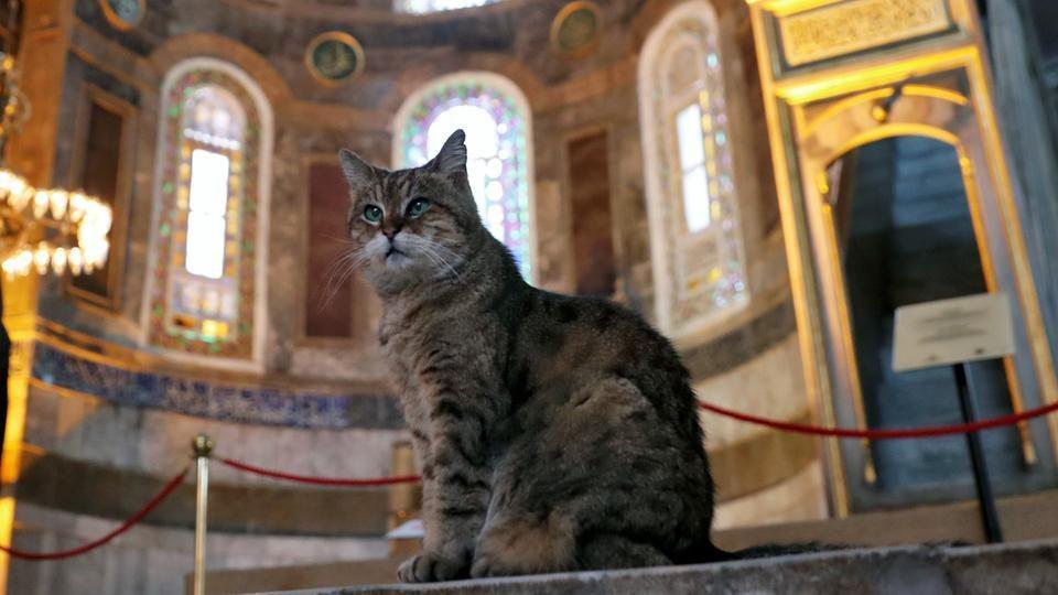 Tutup Usia, 9 Fakta Unik Gli Kucing Istimewa di Masjid Hagia Sophia