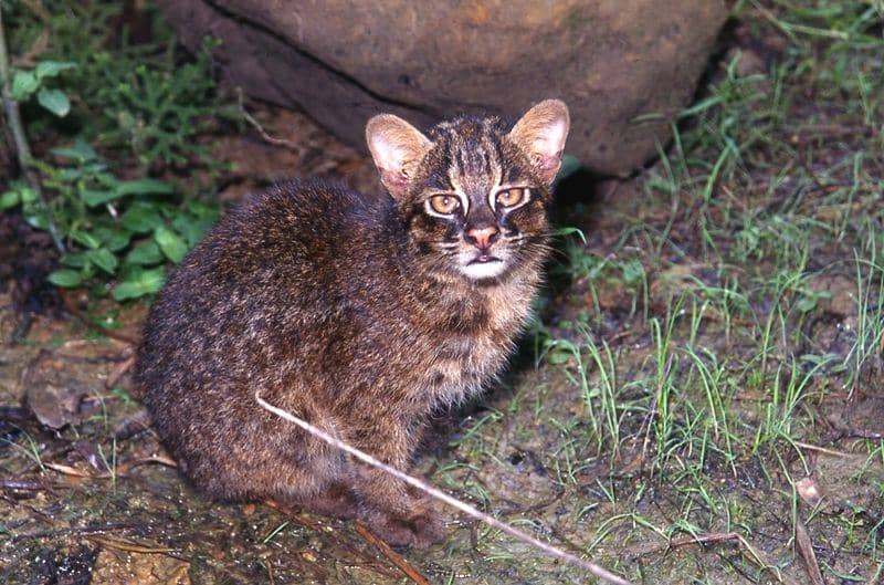 5 Fakta Unik Iriomote, Spesies Kucing yang Suka Hidup Menyendiri!
