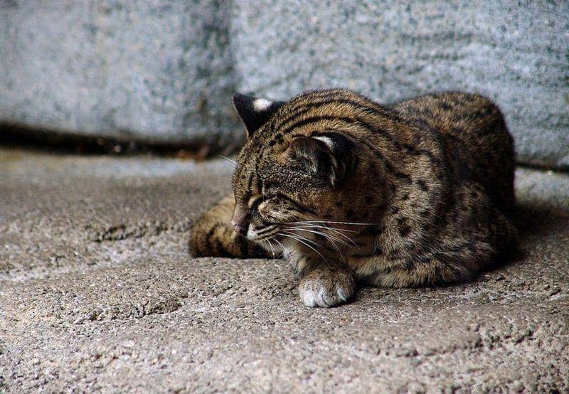 animalstown.com