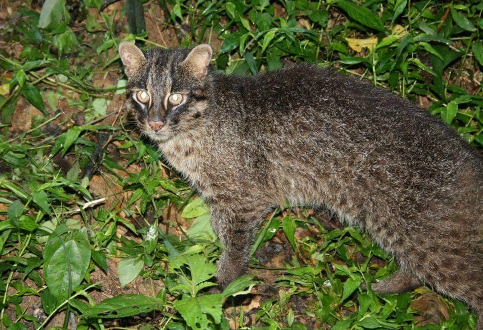 wildcatsmagazine.nl