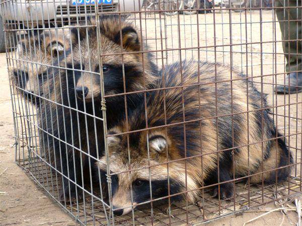 furfreealliance.com
