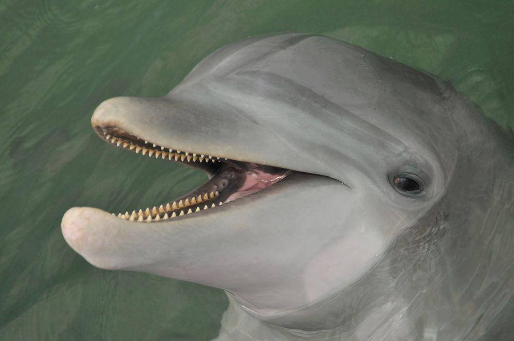 dolphins.org