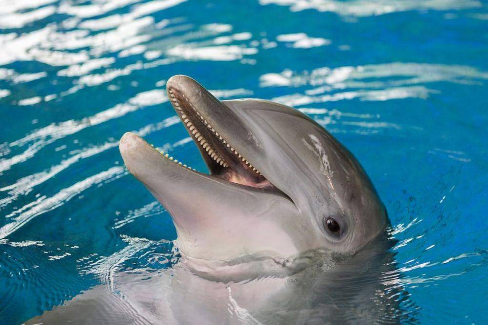 dolphinproject.com