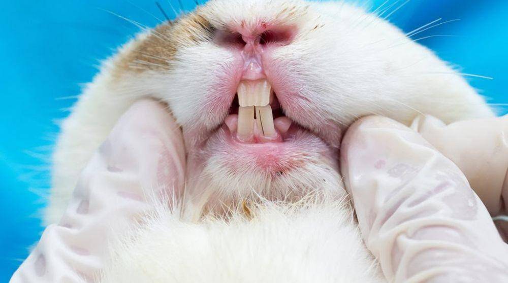cyfairanimalhospital.com