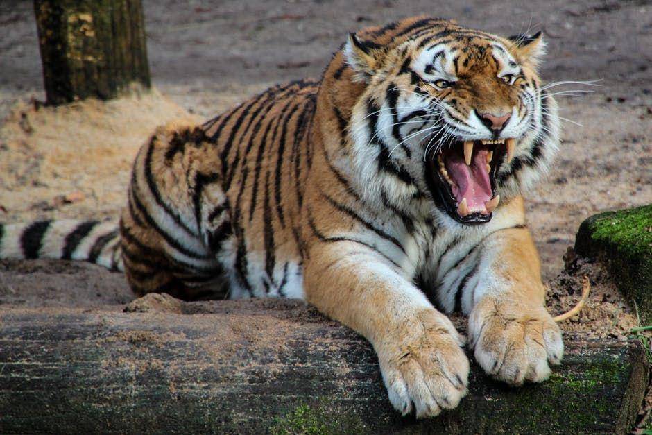 Ilustrasi macan (pexels.com/pixabay)