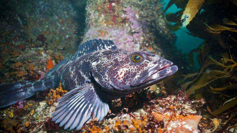 oceana.org