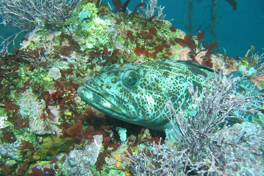fisheries.noaa.gov