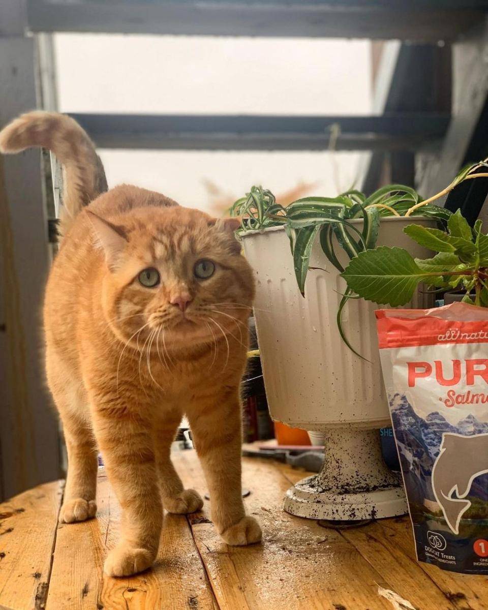 Instagram.com/benbencatcat