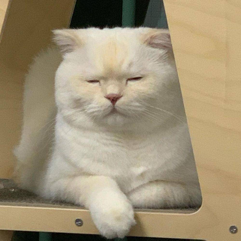 Instagram.com/soonmoo_cat