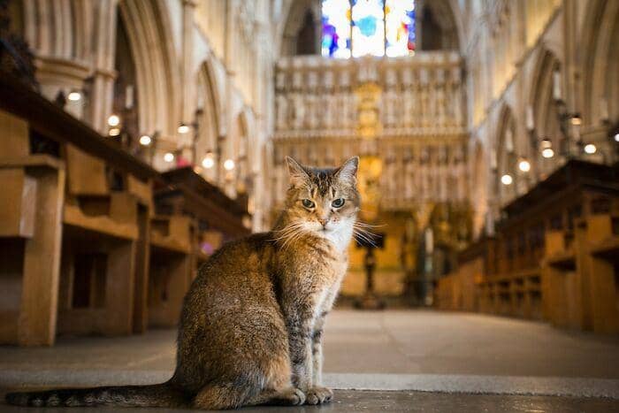 Kucing yang Tinggal Selama 12 Tahun di Katedral London Meninggal Dunia