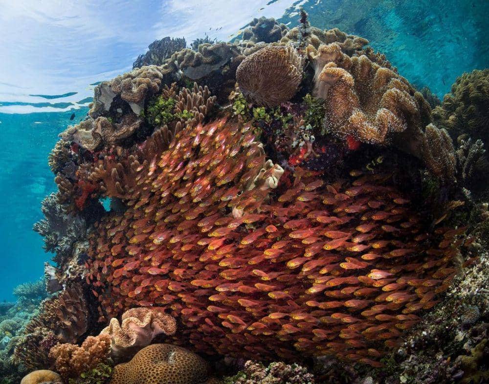 Pesona bawah laut Tanjung Kri. instagram.com/schafsmann_cp