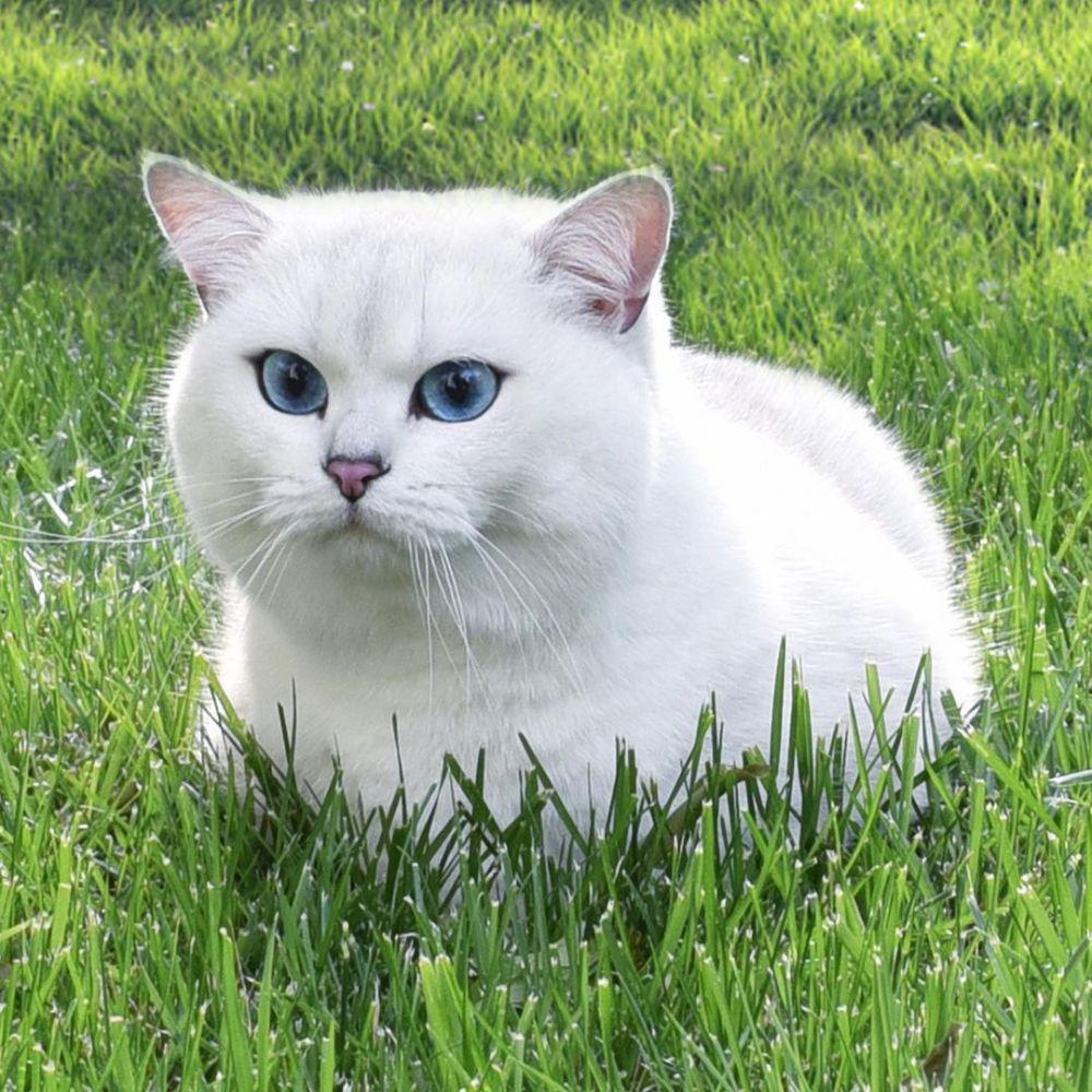 10 Potret Coby, Kucing Selebgram yang Jago Berpose di Depan Kamera