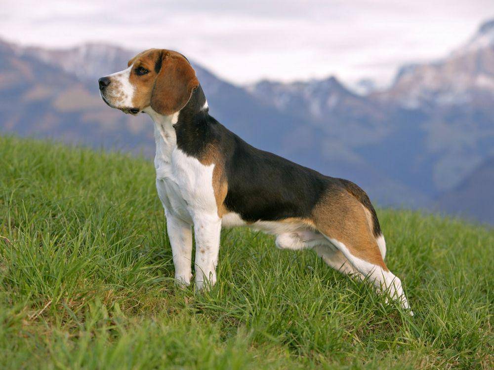 thesprucepets.com