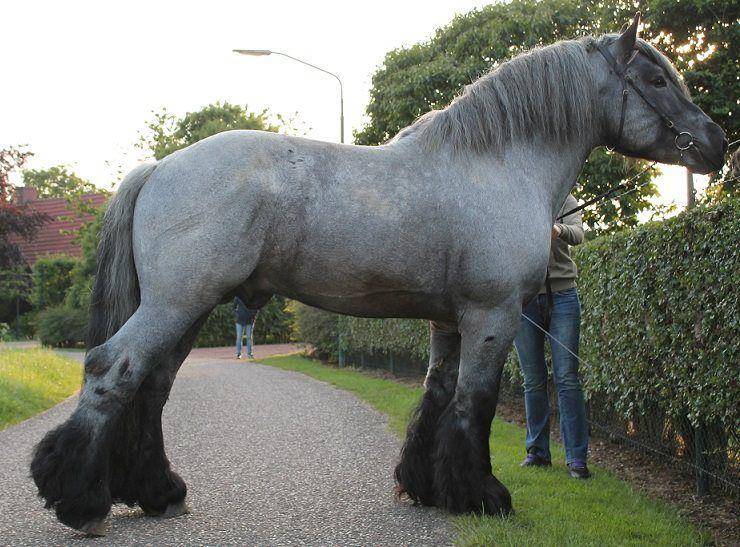 horsespirit.site