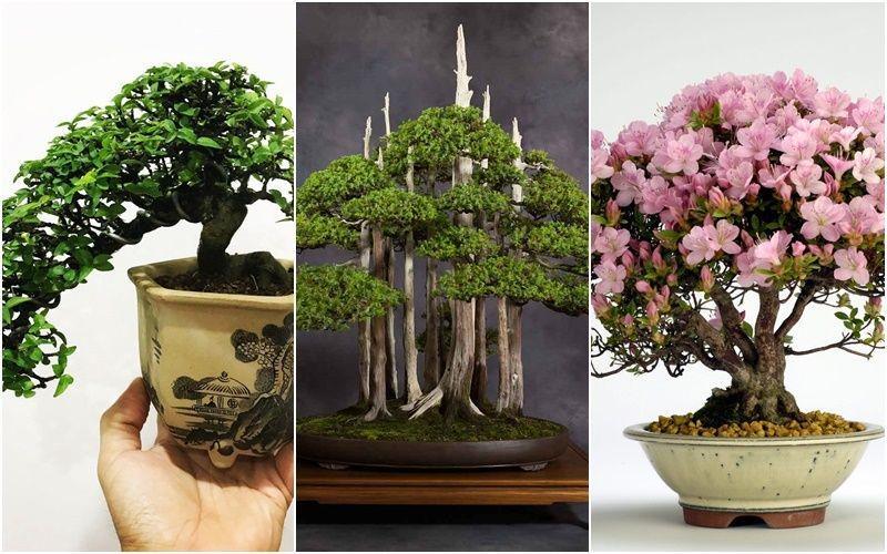 5 Jenis Bonsai Paling Langka dan Mahal, Ada yang Bunganya Cantik Nian!