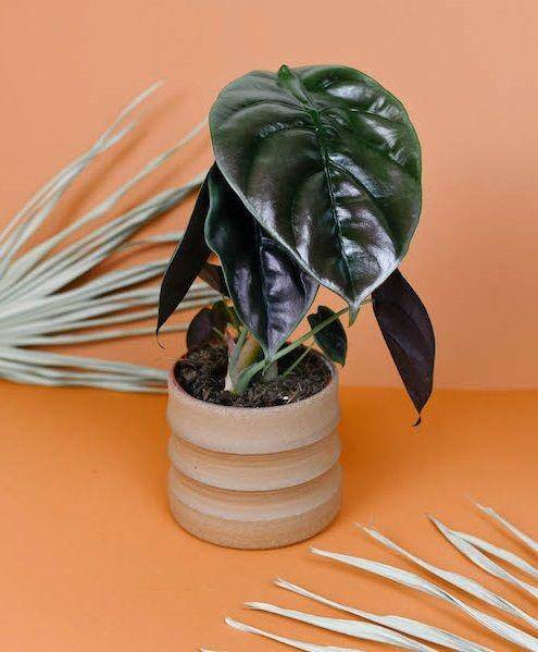 plantcircle.co