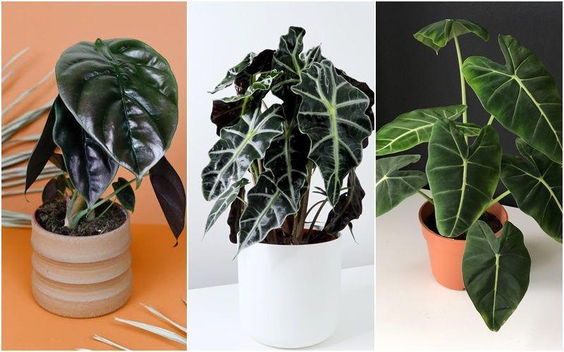 5 Jenis Alocasia Paling Ngetren 2020, Warna Hijaunya Bikin Hati Sejuk