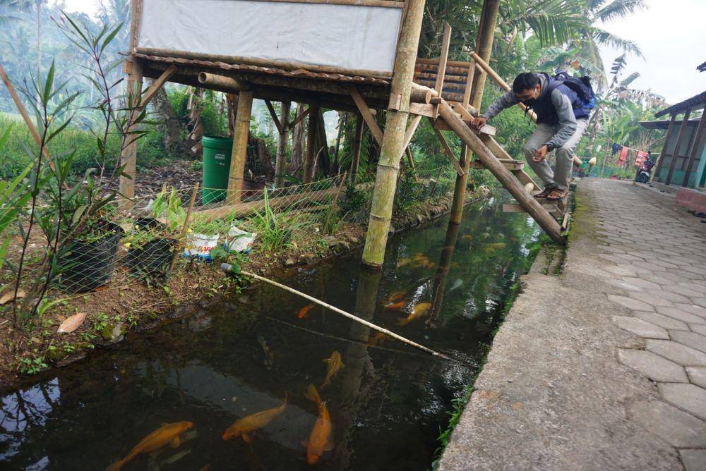 Pengunjung saat mengamati ikan hias di Kampung Ikan, Desa Kluncing Kecamatan Licin, Banyuwangi. IDN Times/Mohamad Ulil Albab