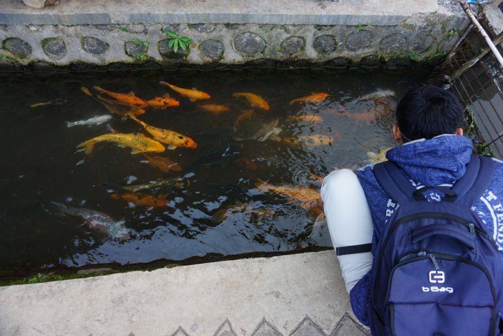 Pengunjung saat mengamati ikan hias di Kampung Ikan, Desa Kluncing Kecamatan Licin, Banyuwangi. IDN Times/Mohamad Ulil Albab