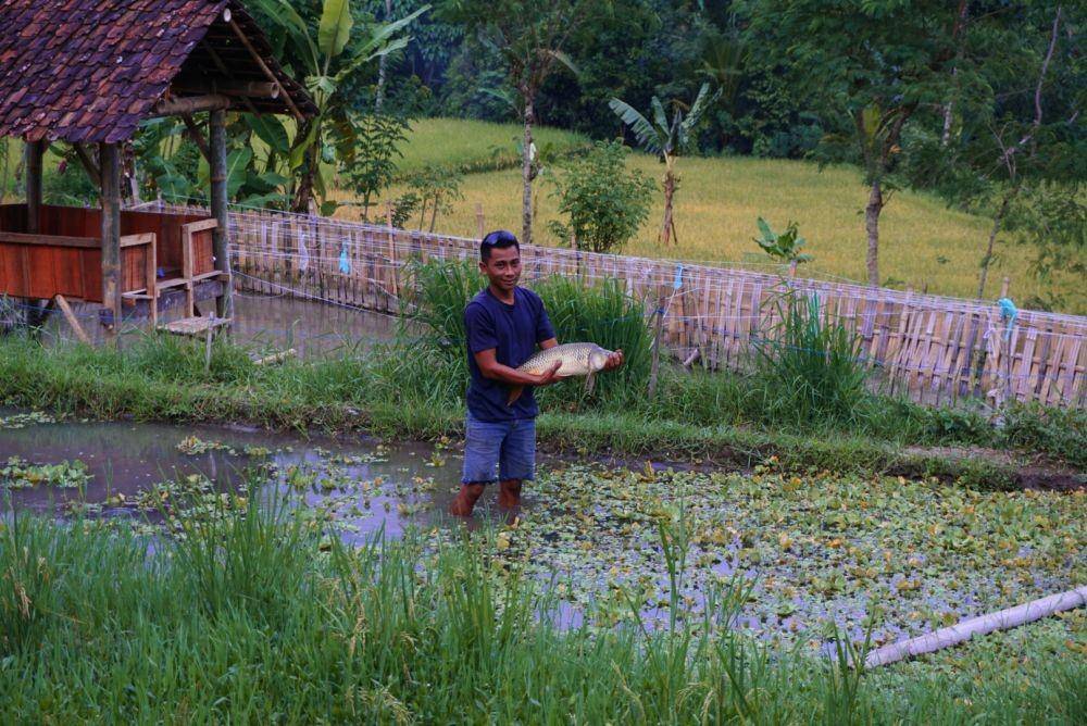 Rusady Awanto (33) warga Desa Kluncing Kecamatan Licin, Banyuwangi, saat menunjukkan ikan tombro yang dipelihara dengan sistem mina sawah. Tidak hanya pelihara ikan di sungai, warga mengembang-biakan ikan di sawah dengan konsep mina sawah dan mina padi. IDN Times/Mohamad Ulil Albab