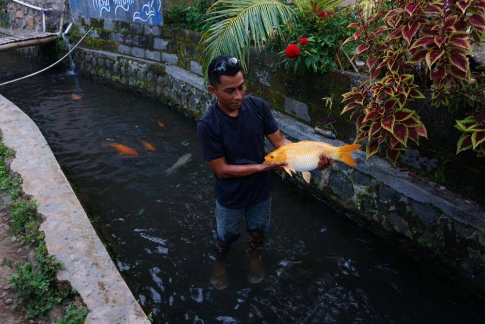 Rusady Awanto (33) warga Desa Kluncing, Kecamatan Licin, Banyuwangi saat menunjukkan ikan jenis tombro miliknya yang dipelihara di sungai. IDN Times/Mohamad Ulil Albab