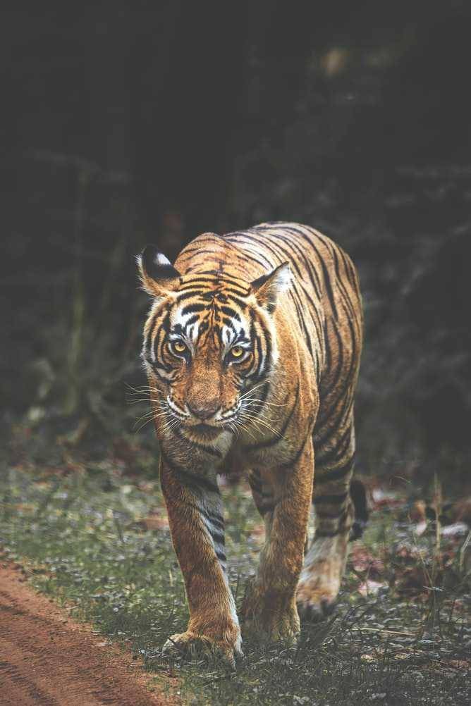 Harimaumacang Unsplash.com/Keyur Nandaniya