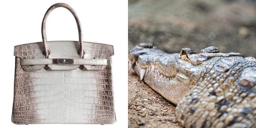 Ingin Buat Peternakan Buaya Terbesar di Australia, Hermes Dikecam