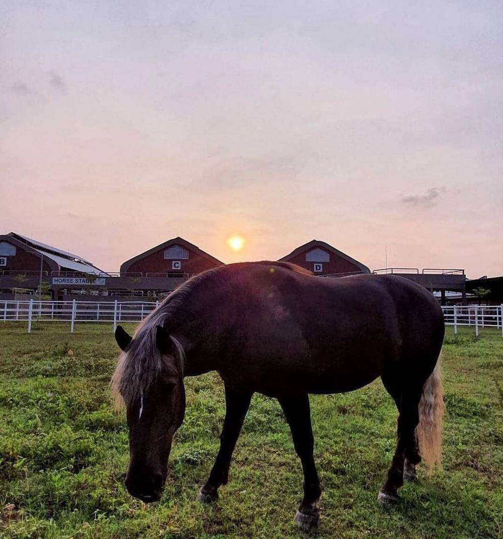 instagram.com/equinara