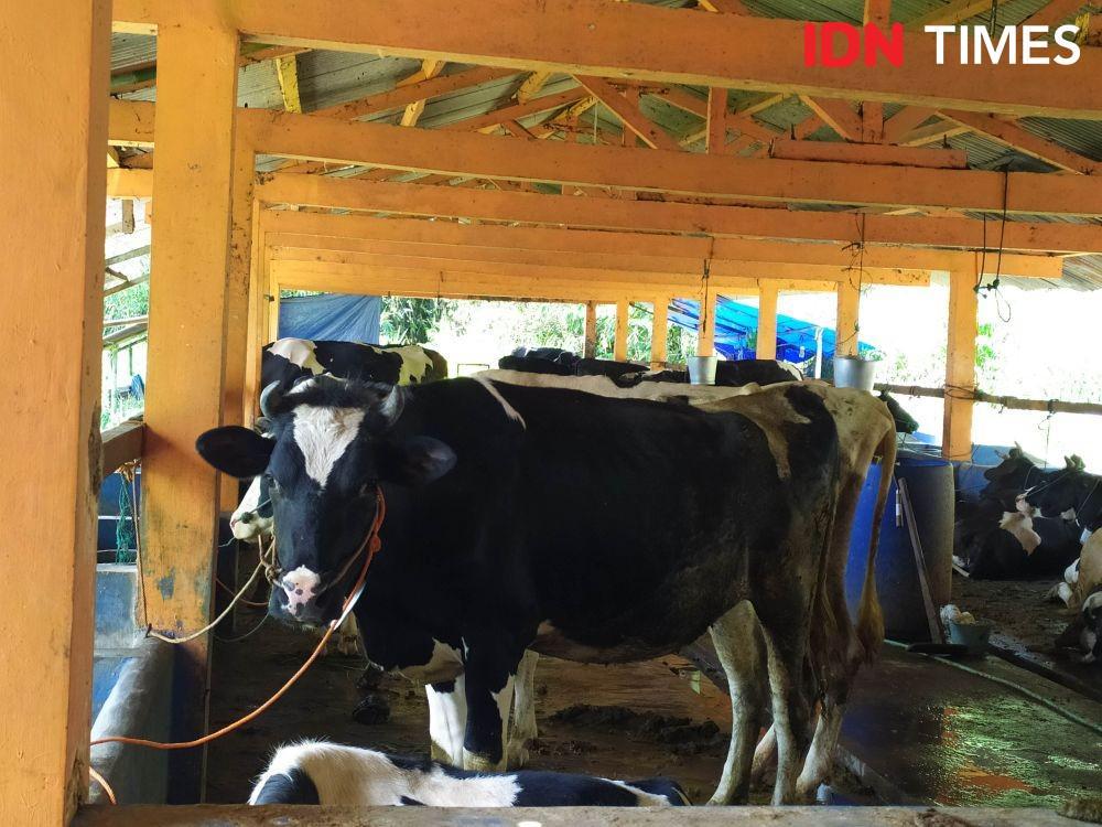 Sapi di Merapi Dievakuasi, Produksi Susu Perah Sempat Alami Penurunan