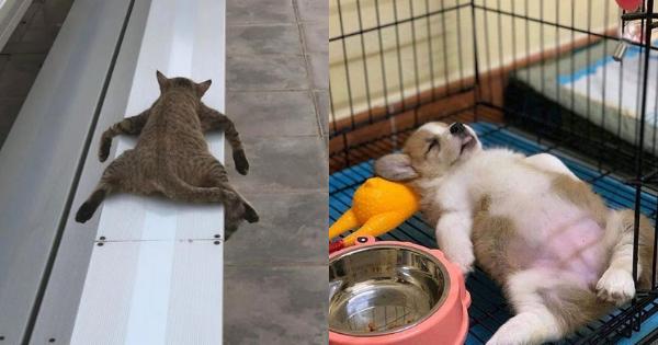 15 Potret Lucu Hewan Tidur Gak Kenal Tempat dan Waktu, Kocak!