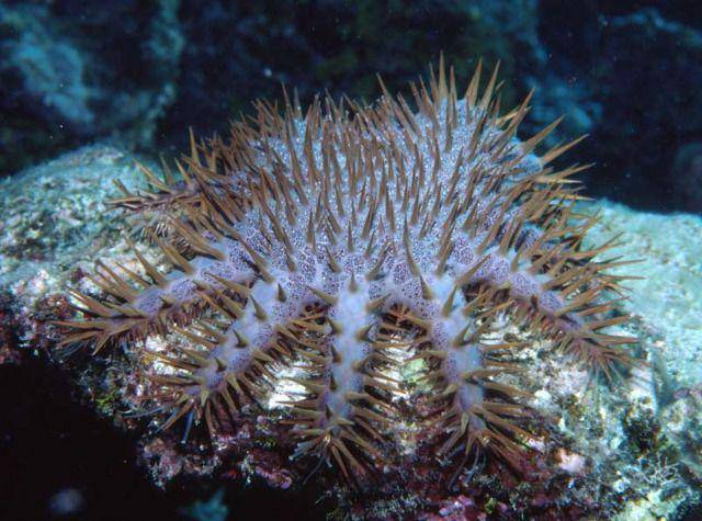 floridamuseum.ufl.edu