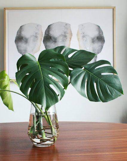 Monstera Deliciosa carmeonhamilton.com