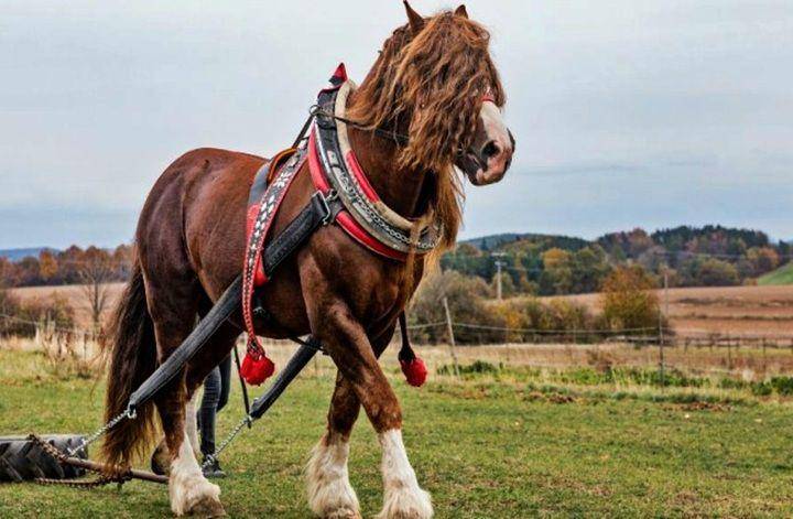 horsespirit.site