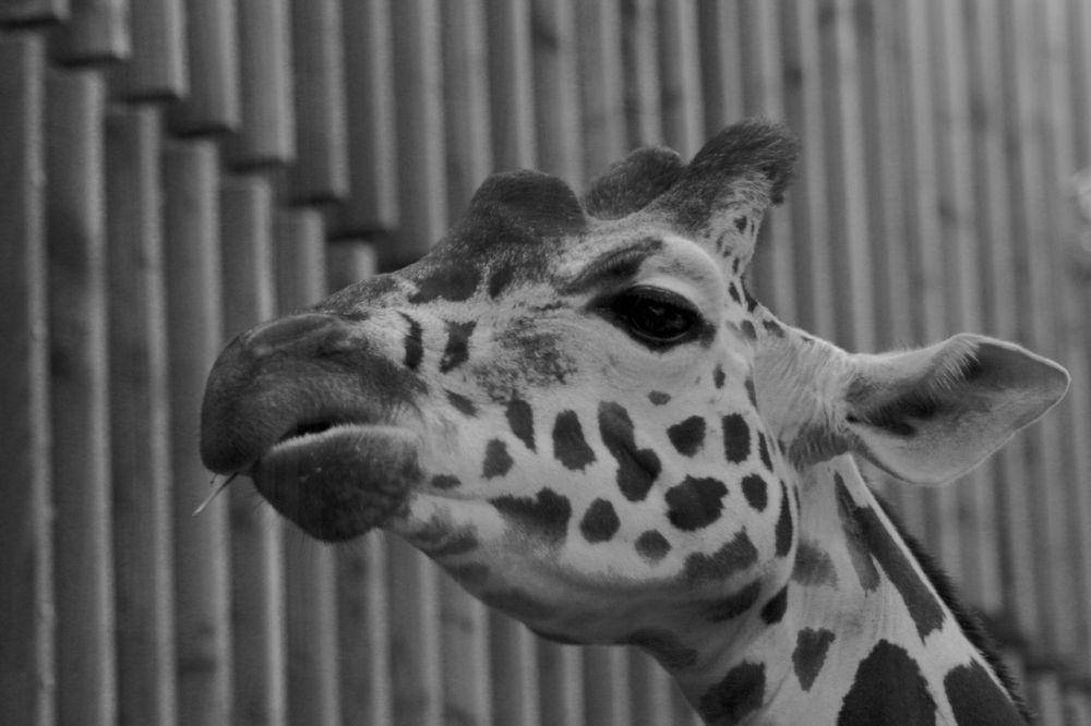 Foto Jerapah. Sumber: Unsplash.com/Cedric Reiners