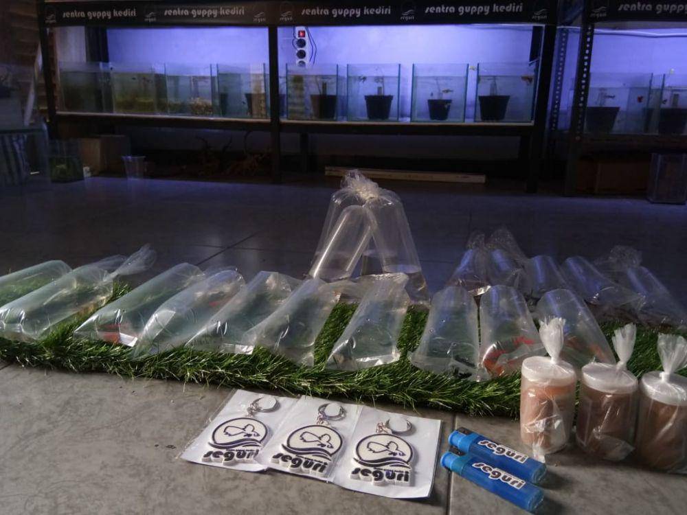 Bisnis ikan hias Guppy menggeliat di tengah musim pandemik corona, IDN Times / istimewa