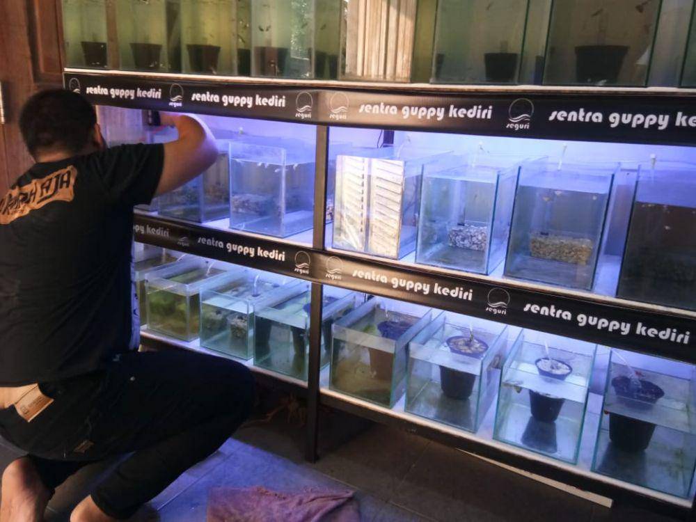 Bisnis ikan hias Guppy menggeliat di tengah musim pandemik corona, IDN Times / istimewa