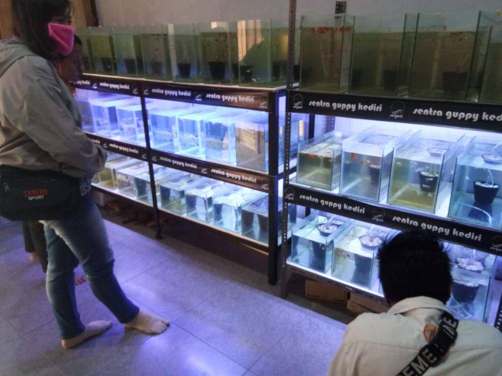 Bisnis ikan hias Guppy menggeliat di tengah musim pandemik corona, IDN Times / istimewa